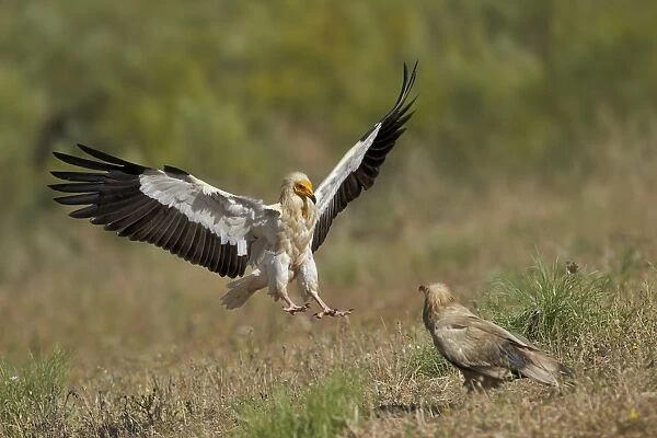 Egyptian Vulture (Neophron percnopterus) two adults, in flight and standing on ground, Extremadura, Spain, May