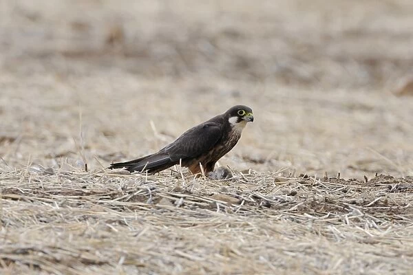 Eleonoras Falcon (Falco eleonorae) pale morph, adult, feeding on Eurasian Scops-owl (Otus scops) prey, Lemnos, Greece