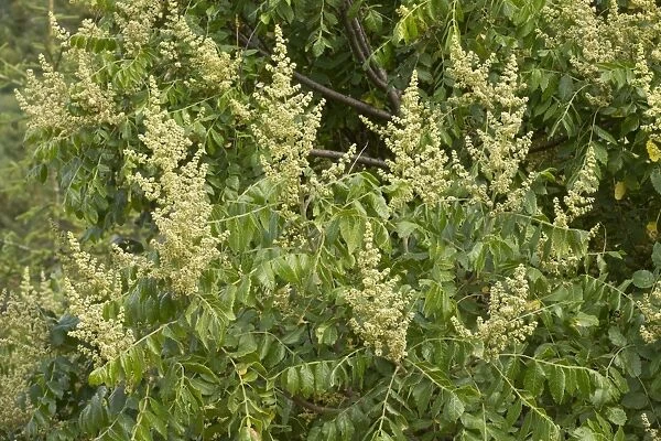 Elm-leaved Sumach (Rhus coriaria) flowering, Pontic Mountains, Anatolia, Turkey, July