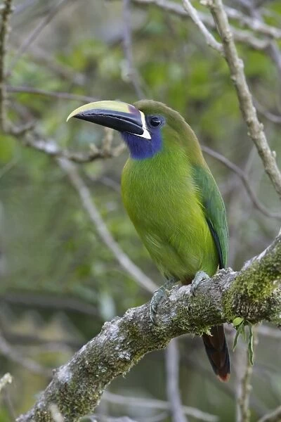 Emerald Toucanet (Aulacorhynchus prasinus) adult, perched on branch, Monteverde, Costa Rica, January