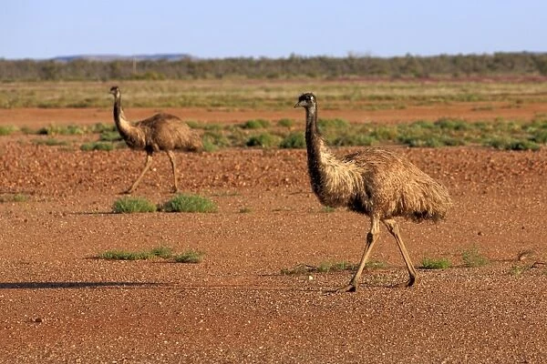 Emu (Dromaius novaehollandiae) adult pair, walking on bare ground, Sturt N. P. New South Wales, Australia
