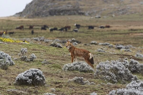 Ethiopian Wolf (Canis simensis) adult, standing on afro-alpine moorland habitat, with domestic cattle herd in background, Bale Mountains, Oromia, Ethiopia