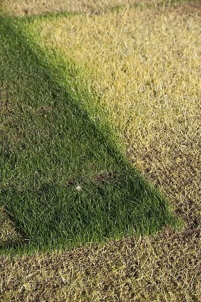 Etiolation, comparison of grass covered and uncovered, showing difference in growth, England, april