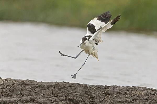 Eurasian Avocet (Recurvirostra avosetta) adult, in flight, landing on mud, with wet feathers after bathing, Suffolk