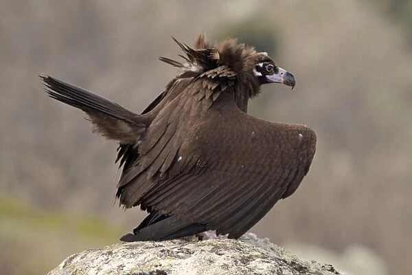 Eurasian Black Vulture (Aegypius monachus) juvenile, displaying on rock, Castilla y Leon, Spain, February