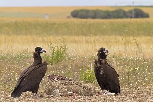Eurasian Black Vulture (Aegypius monachus) two juveniles, feeding at sheep carcass, Castilla y Leon, Spain, May