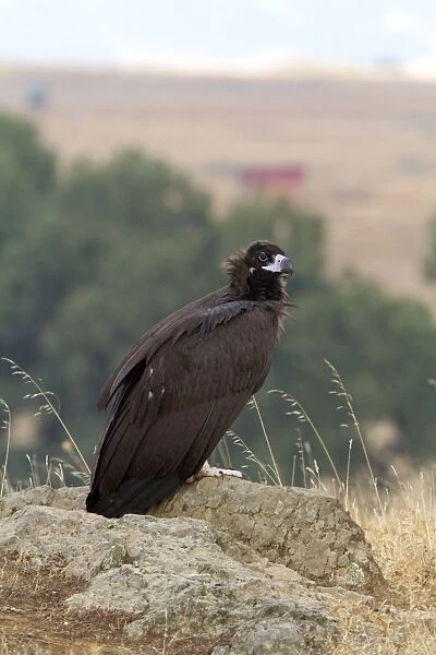 Eurasian Black Vulture (Aegypius monachus) juvenile, standing on rock in steppes, Extremadura, Spain, september