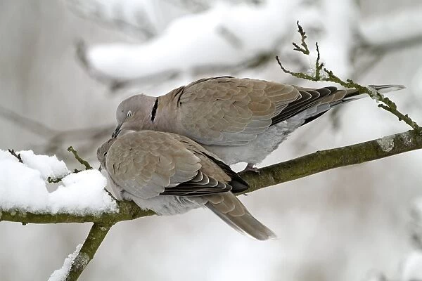 Eurasian Collared Dove (Streptopelia decaocto) adult pair, courtship preening, perched on snow covered branch, West Sussex, England, january