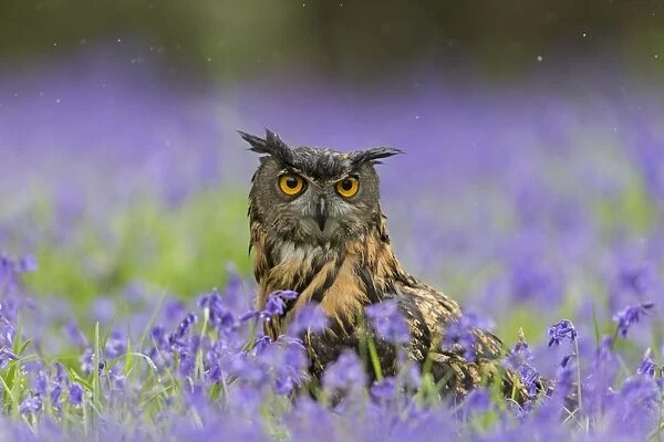 Eurasian Eagle-owl (Bubo bubo) adult, standing amongst Bluebell (Hyacinthoides non-scripta) flowers during rainfall