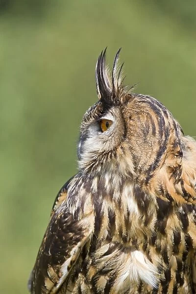 Eurasian Eagle-owl (Bubo bubo) adult, close-up of head and chest, profile with raised ear tufts, September (captive)
