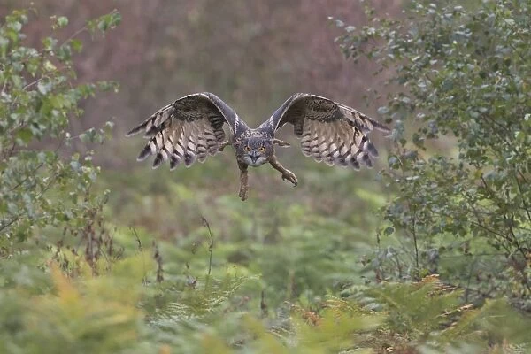 Eurasian Eagle-owl (Bubo bubo) adult, in flight, September (captive)