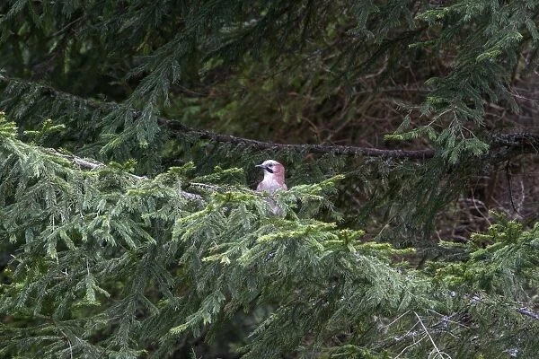 Eurasian Jay on conifer tree