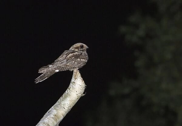 Eurasian Nightjar (Caprimulgus europaeus) adult male, churring (singing) from song post, at heathland forest edge at night, Norfolk, England, summer
