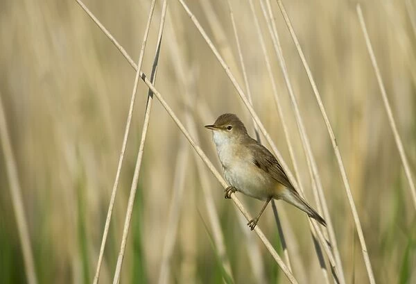 Eurasian Reed-warbler (Acrocephalus scirpaceus) adult, perched on reed stem in reedbed, Cley, Norfolk, England, may