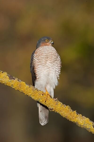 Eurasian Sparrowhawk (Accipiter nisus) adult male, perched on branch in oak woodland, Norfolk, England, december
