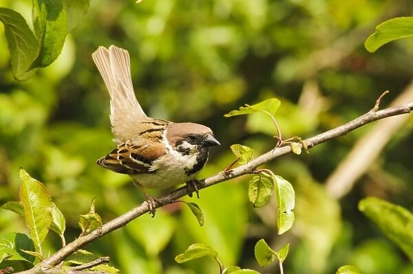 Eurasian Tree Sparrow (Passer montanus) adult, with tail cocked, perched on twig, Bempton Cliffs RSPB Reserve, Bempton