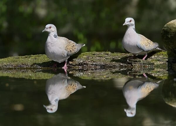Eurasian Turtle-dove (Streptopelia turtur) adult pair, drinking at pool in woodland, Hortobagy N. P. Hungary, April