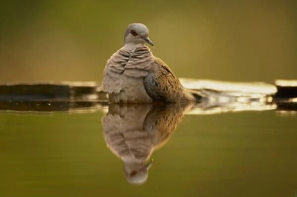 Eurasian Turtle-dove (Streptopelia turtur) adult, bathing at forest pool, Hungary