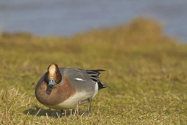 Eurasian Wigeon (Anas penelope) adult male, feeding, grazing on grass, Norfolk, England, march