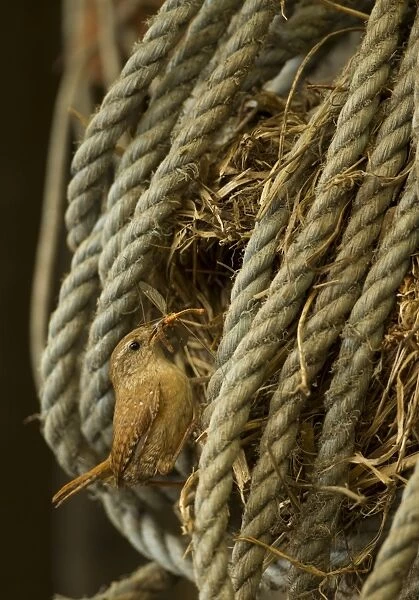 Eurasian Wren (Troglodytes troglodytes) adult, with cranefly in beak, at nest in coiled rope, Derbyshire, England, May