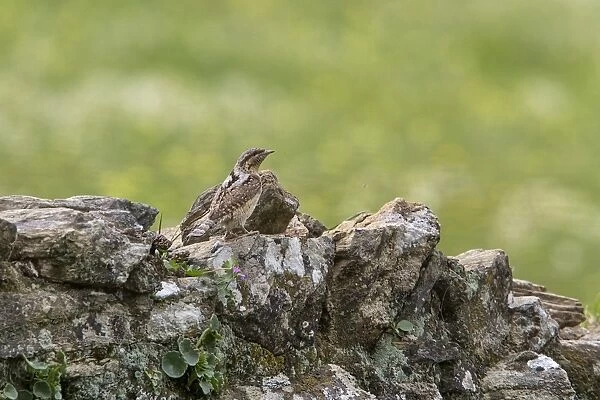 Eurasian Wryneck on lichen covered rock wall