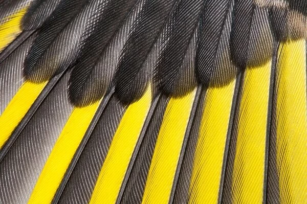 European Goldfinch (Carduelis carduelis) juvenile, close-up of wing, showing primaries (with yellow)