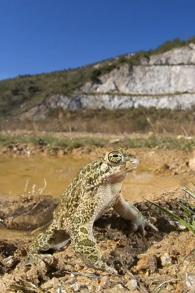 European Green Toad (Bufo viridis) adult male, standing at edge of pool in habitat, Italy