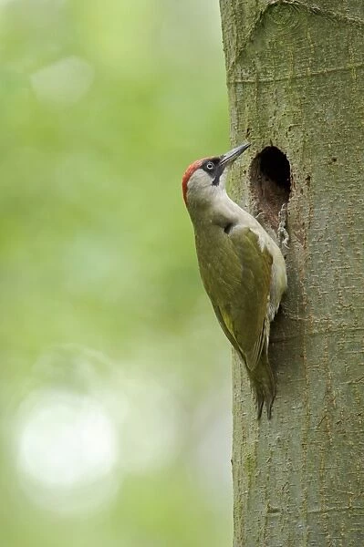 European Green Woodpecker (Picus viridis) adult female, at nesthole entrance in tree trunk, Cannock Chase