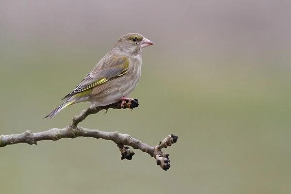 European Greenfinch (Carduelis chloris) adult female, perched on Common Ash (Fraxinus excelsior) twig, Leicestershire