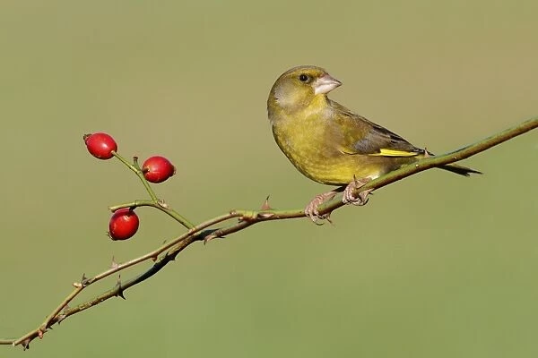 European Greenfinch (Carduelis chloris) adult male, perched on rose stem with rosehips, Leicestershire, England