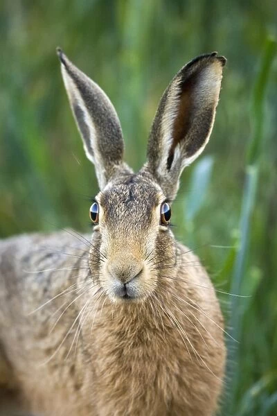 European Hare (Lepus europaeus) adult, close-up of head, in farmland, County Durham, England, june