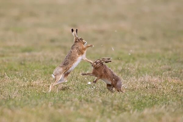 European Hare (Lepus europaeus) adult pair, boxing, female fighting off male in field, with fur being pulled out