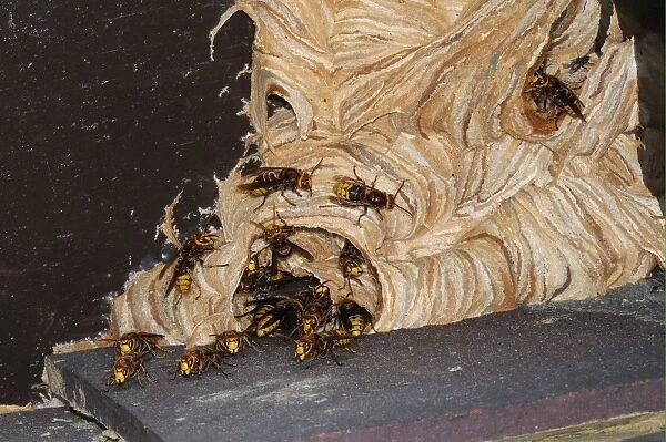 European Hornet (Vespa crabro) adults, at entrance of nest under house eaves, Oxfordshire, England, september
