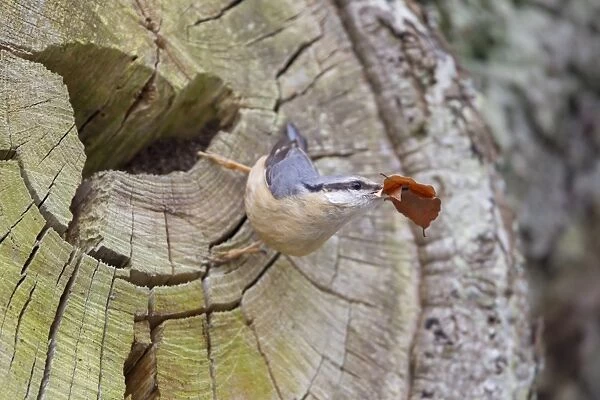 European Nuthatch (Sitta europaea) adult female, with leaves in beak for lining nest, at nest entrance in tree trunk