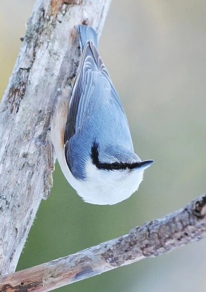 European Nuthatch (Sitta europaea europaea) adult male, clinging to branch, Sweden, january