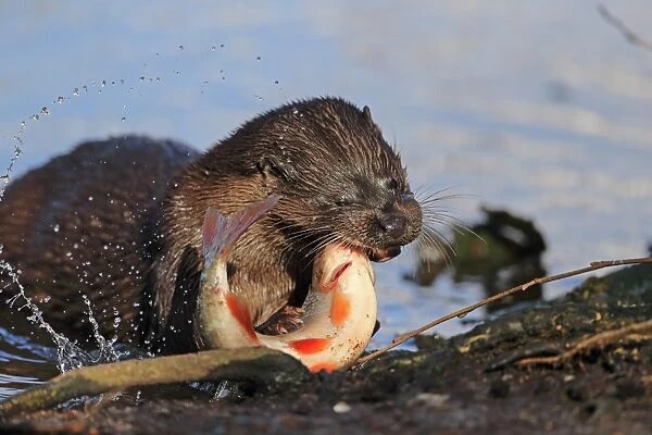 European Otter (Lutra lutra) adult, killing Roach (Rutilius rutilus) prey at riverbank, River Little Ouse, Thetford