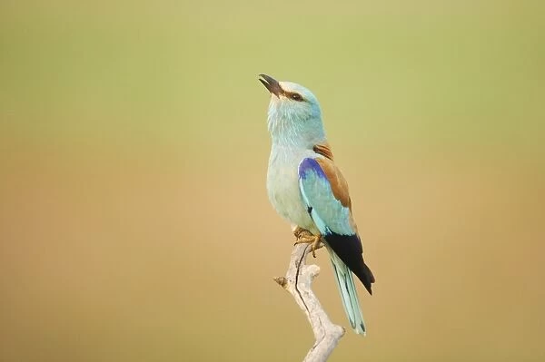 European Roller (Coracias garrulus) adult, calling, perched on branch, Hungary