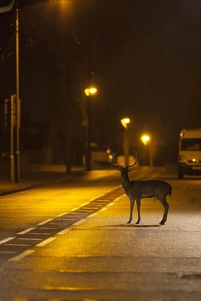 Fallow Deer (Dama dama) buck, standing on urban road with passing traffic at night, London, England, March