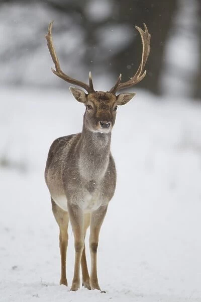 Fallow Deer (Dama dama) dark form, mature buck, standing on snow covered woodland edge, Suffolk, England, January