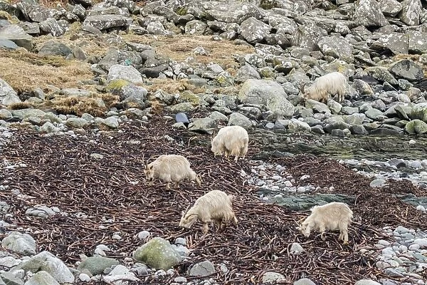 Feral white goats feeding on sea weed on stone beach Isle of Jura, Scotland
