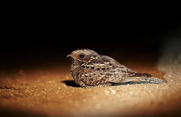 Fiery-necked Nightjar (Caprimulgus pectoralis) adult, sitting on ground at night, Leopard Hills Game Reserve