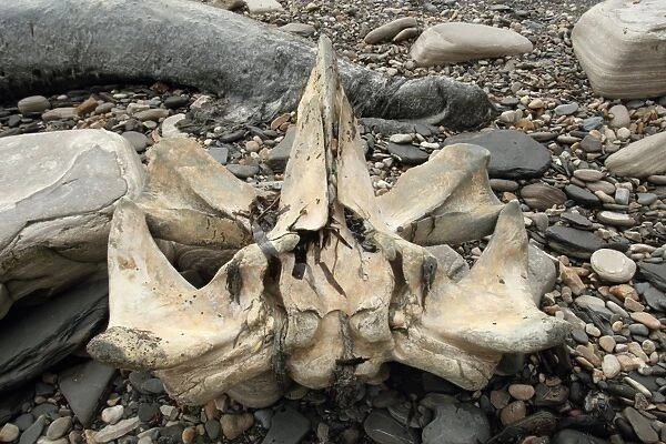 Fin Whale (Balaenoptera physalus) skull, on pebble beach, Dorset, England, February