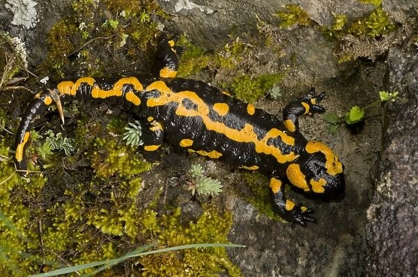 Fire Salamander (Salamandra salamandra) old adult, resting on rock, Pirin N. P. Pirin Mountains, Bulgaria, may