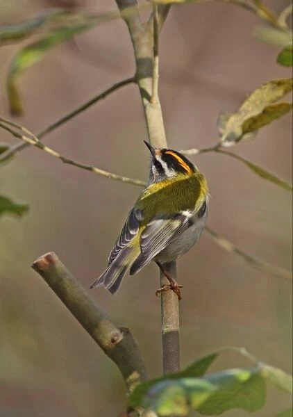 Firecrest (Regulus ignicapillus) adult male, looking up, perched on branch, Eccles-on-sea, Norfolk, England, october