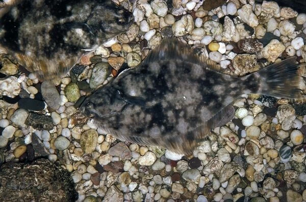 Fish - Flounder (Platichthys flesus) Flounders on pebbles  /  well camouflaged