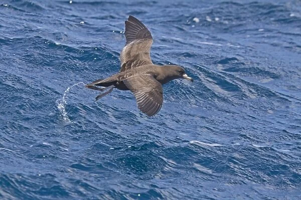 Flesh-footed Shearwater (Puffinus carneipes) adult, in flight over sea, New Zealand, november