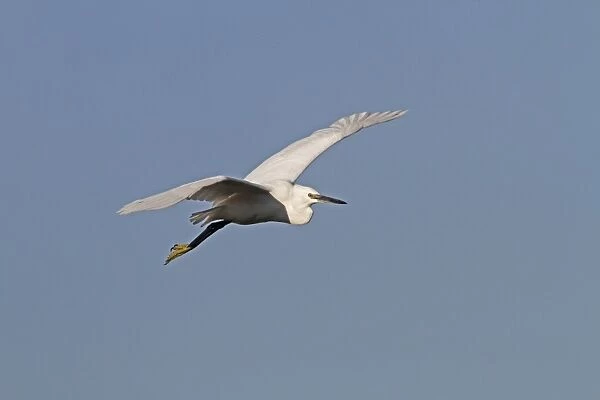 Flying Little Egret - Botswana