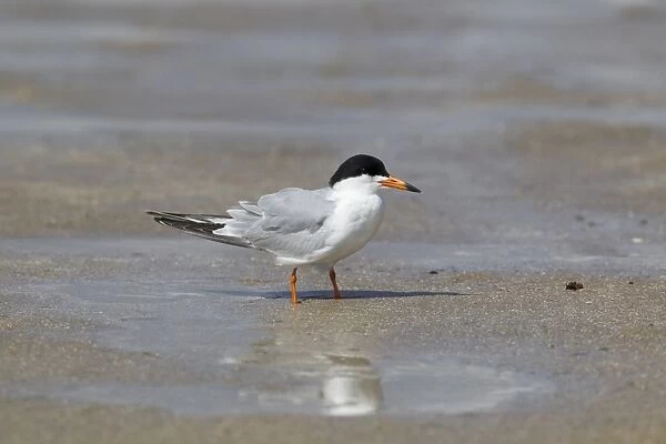 Forsters Tern (Sterna forsteri) adult, breeding plumage, standing on shore at coast, Texas, U. S. A. april