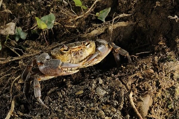 Freshwater Crab (Potamon fluviatilis) adult, near entrance of burrow, Italy, august