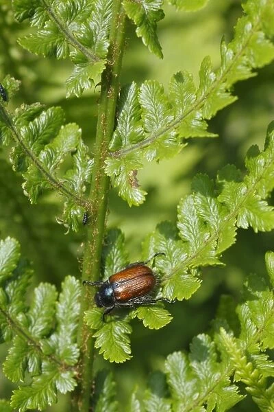 Garden Chafer (Phyllopertha horticola) adult, resting on fern frond, Powys, Wales, june